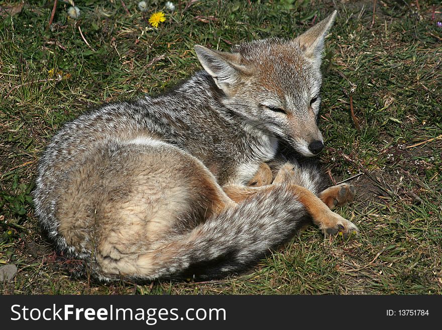 Patagonian fox, Torres del Paine National Park