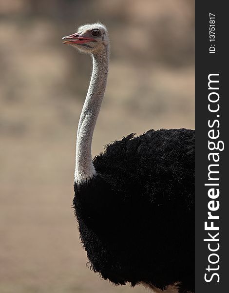 Ostrich Male Of The Kalahari Desert, South Afrca