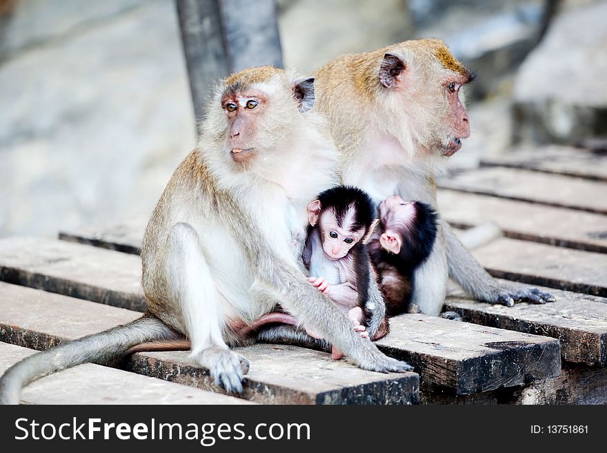 Two mother monkeys with two baby monkeys. Two mother monkeys with two baby monkeys