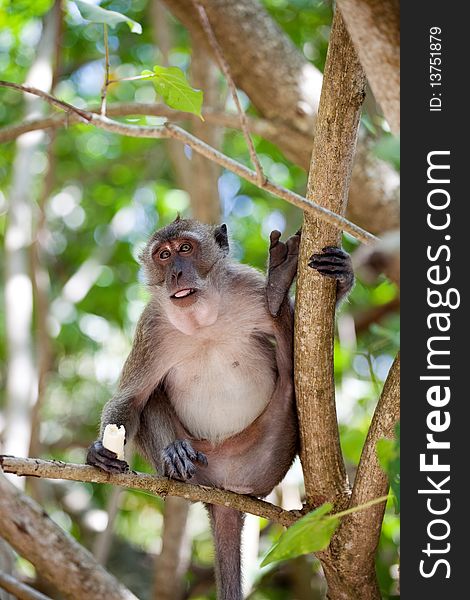 Cute monkey sitting on the brench in the forest