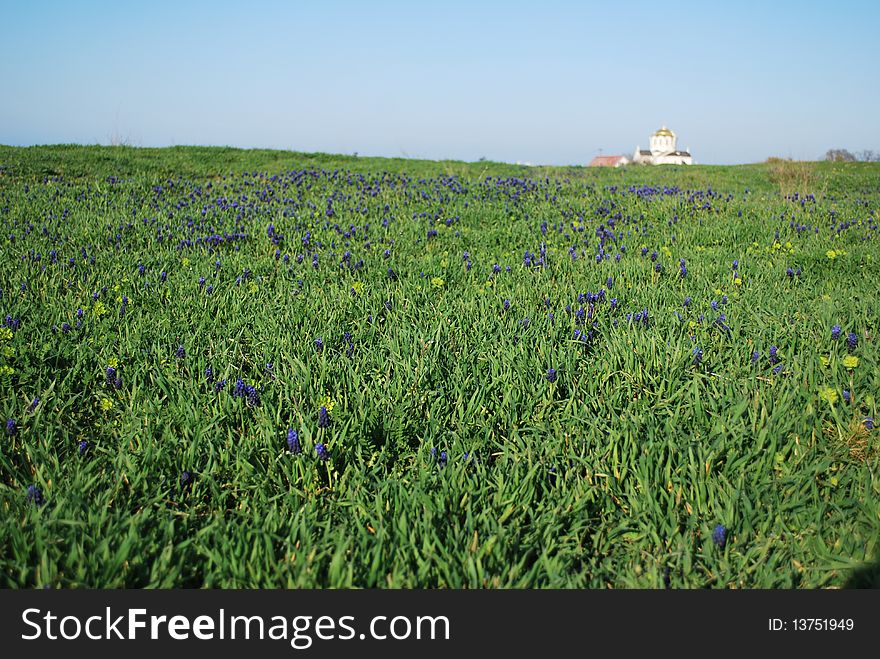 Green field with violet flowers