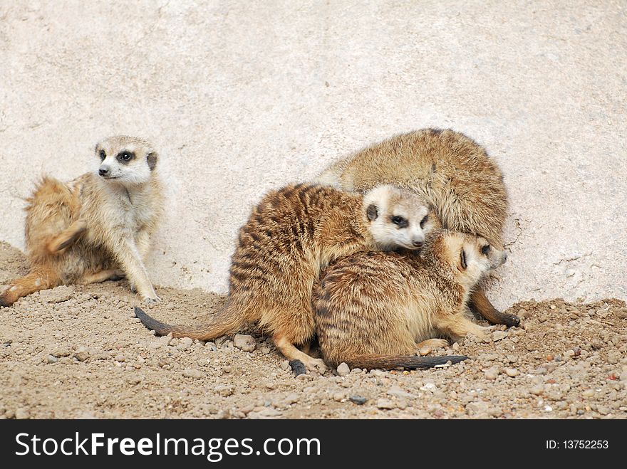 Group of meerkats resting at the desert. Group of meerkats resting at the desert