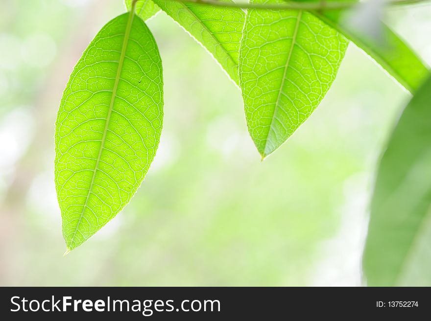 Green fresh Leaves in spring.