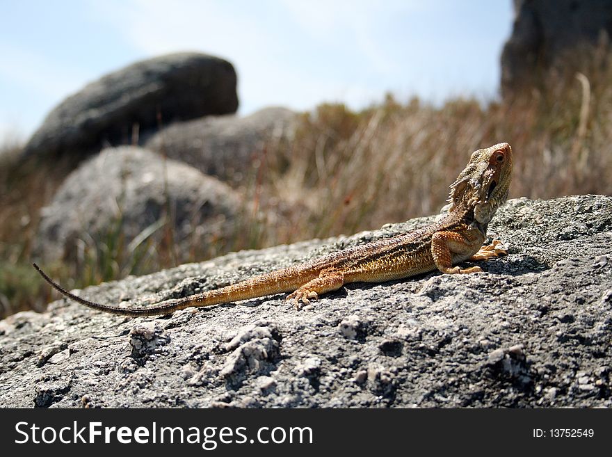 A yellow lizard of a rock