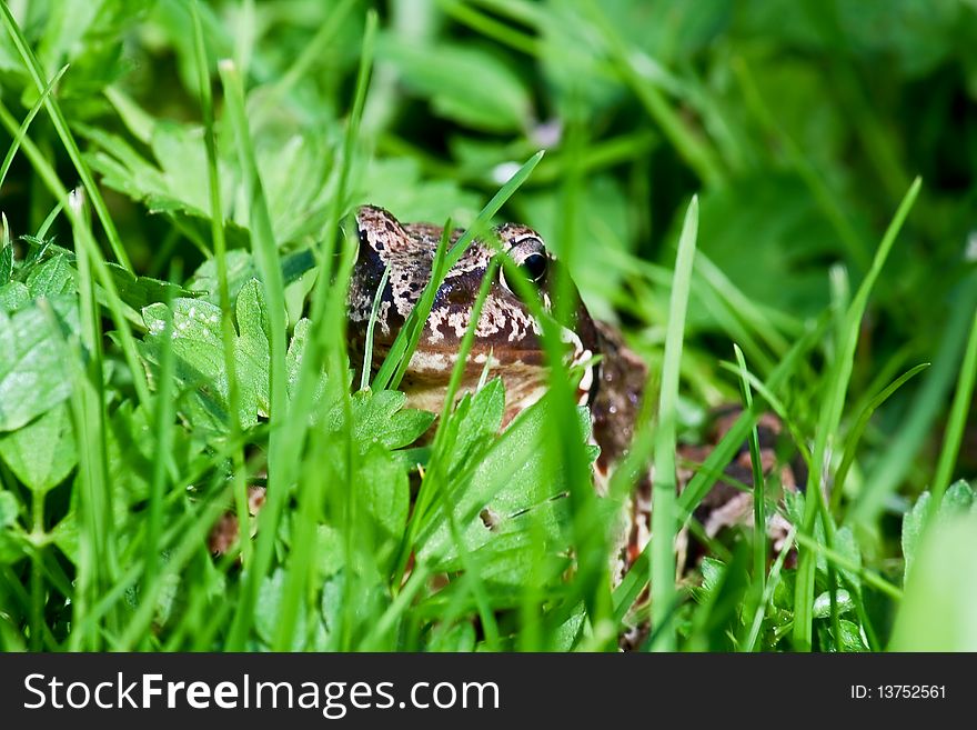 Brown frog in green grass. Brown frog in green grass