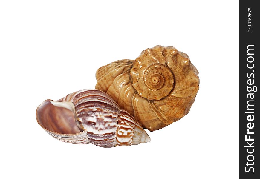 Two sea cockleshells on a white background close up it is isolated