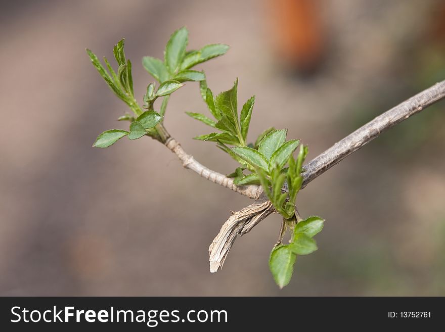 First spring leafs