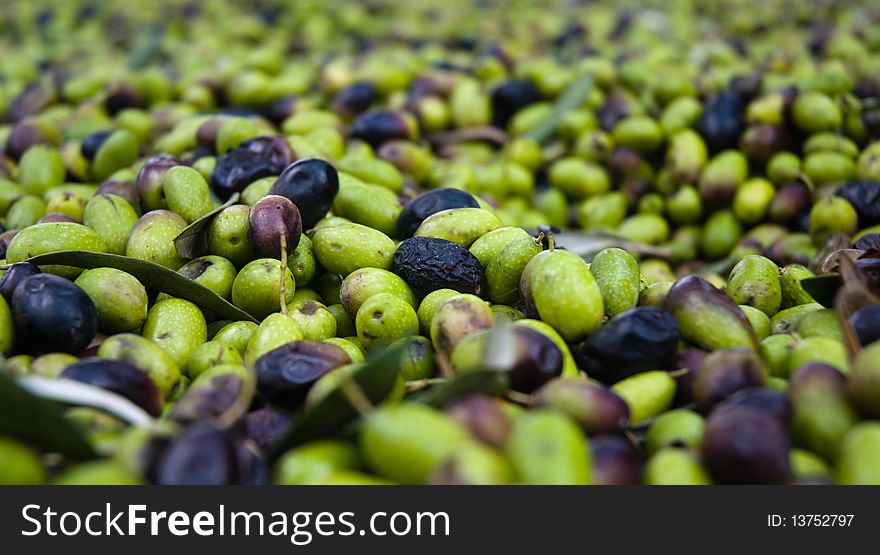 Green and black olives on the plantation. Green and black olives on the plantation