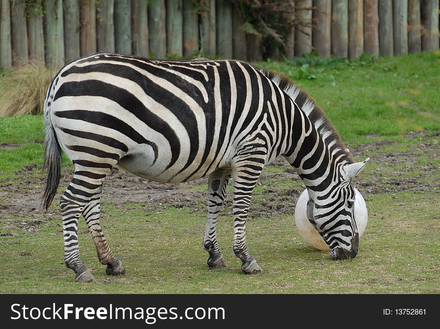 Zebra eating grass with wooden fence background