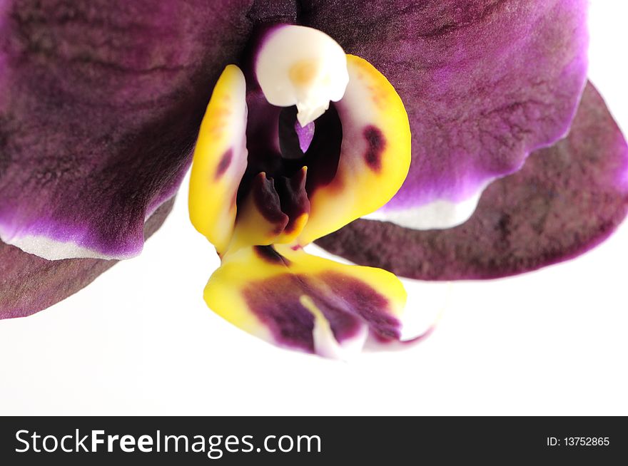 Purple Orchid sepal isolated on whote background photo taken: 2010/04/08