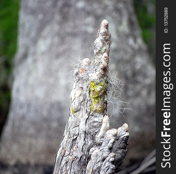 Louisiana swamp cypress knees in the bayou.