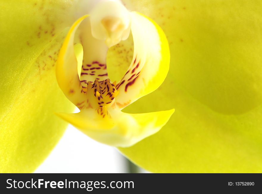 Yellow Orchid sepal isolated on white background. Yellow Orchid sepal isolated on white background
