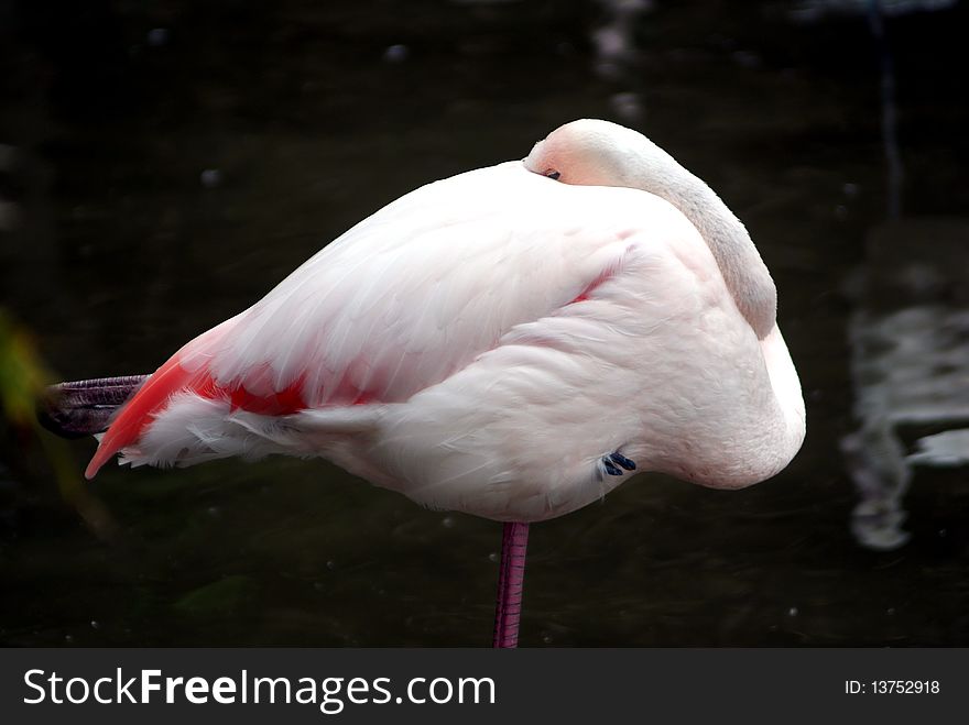 A flamingo spleeping on a leg in water