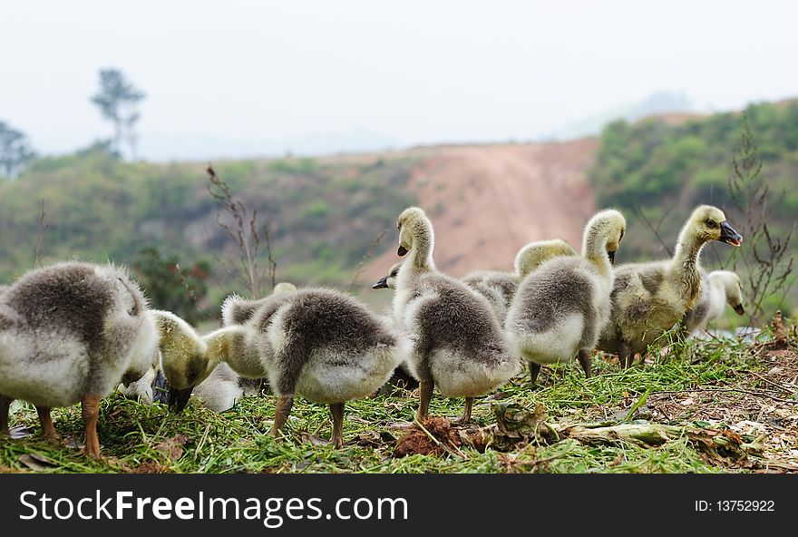 Baby goose and green grass.