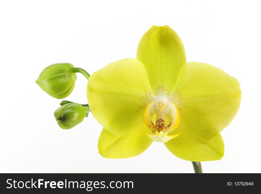 Yellow orchid with two buds
