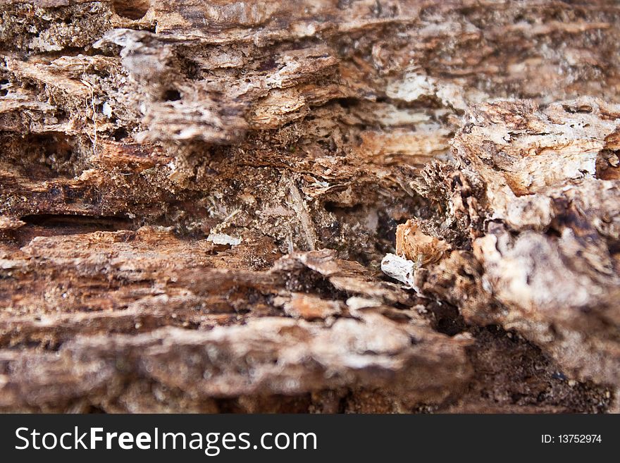 Structure of an old mouldering wooden stub