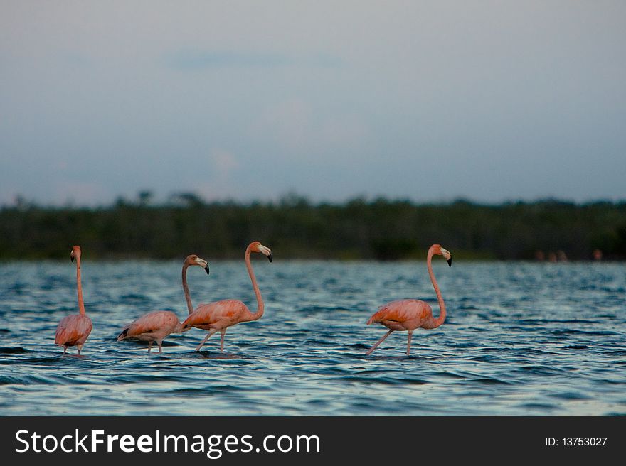 Fuur flamingo birds in a cuban lake