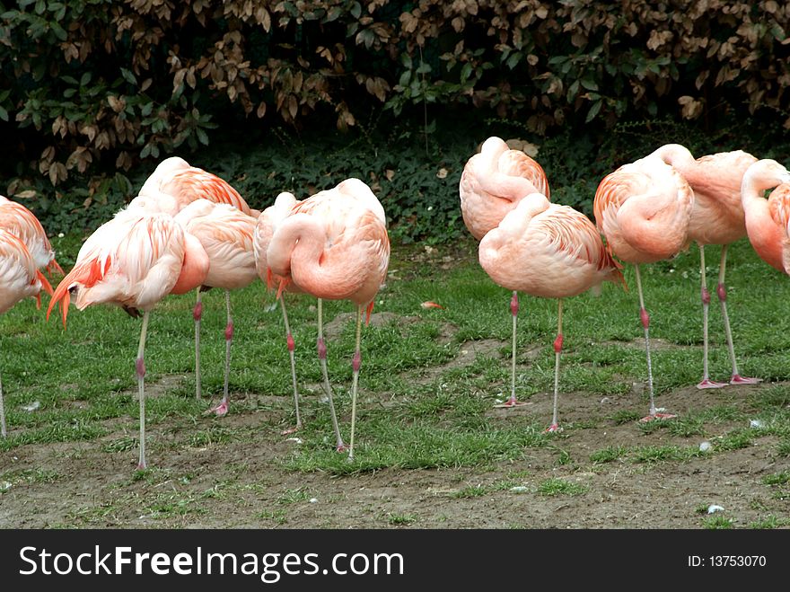 Flamingos spleeping on a leg in water