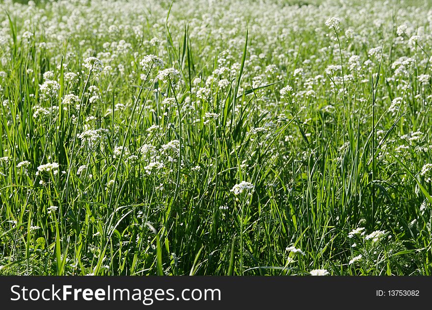 A green lawn with white flowers