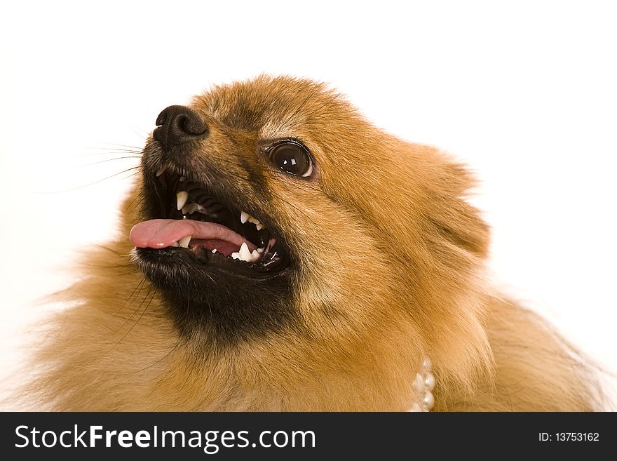 Smiling orange pomeranian spitz dog