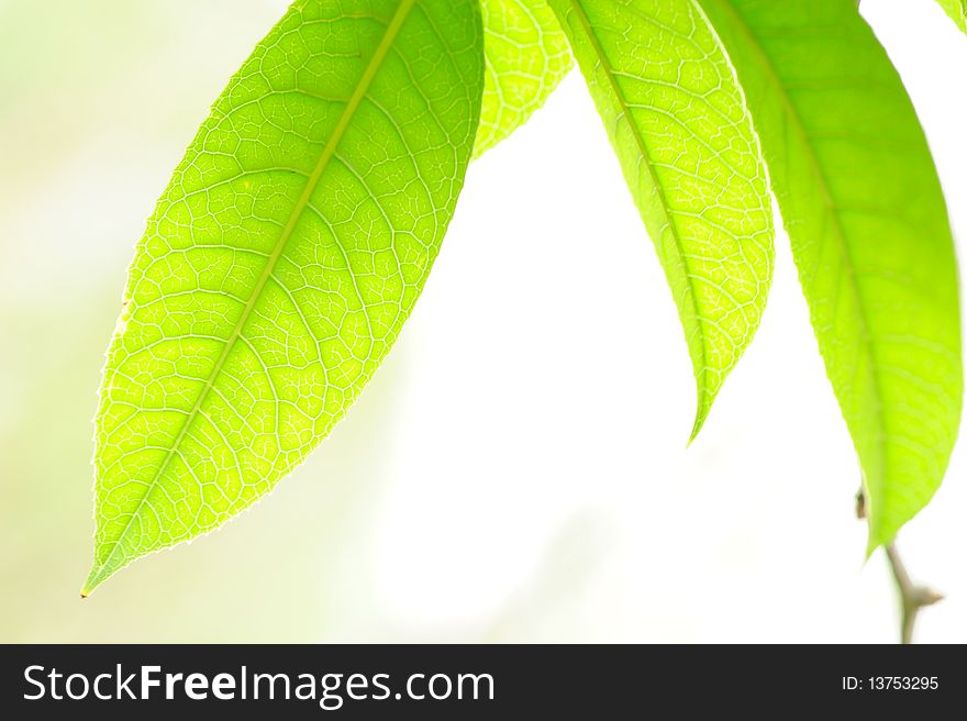 Green fresh Leaves in spring.