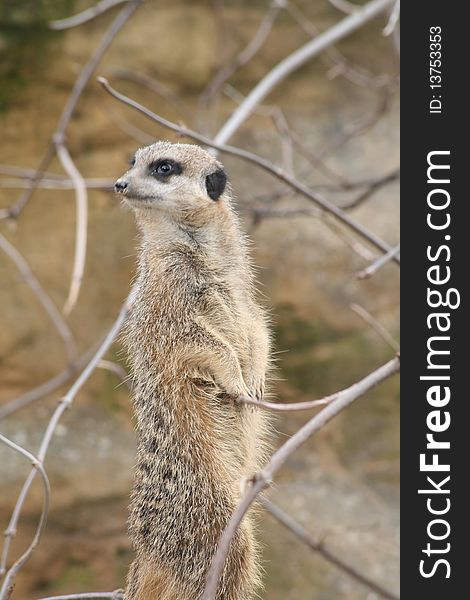 A meerkat standing up on guard