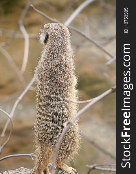 A meerkat standing up on guard