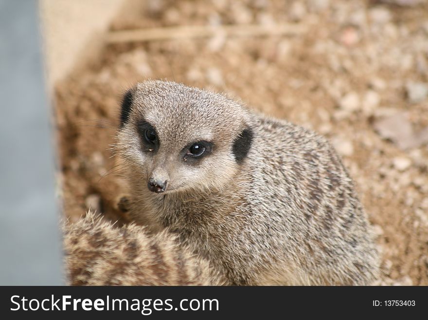A  baby meerkat looking cute