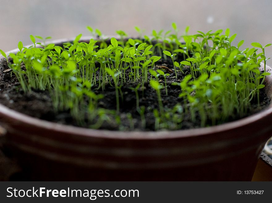 Close-up of sprouts in a flowerpot. Close-up of sprouts in a flowerpot
