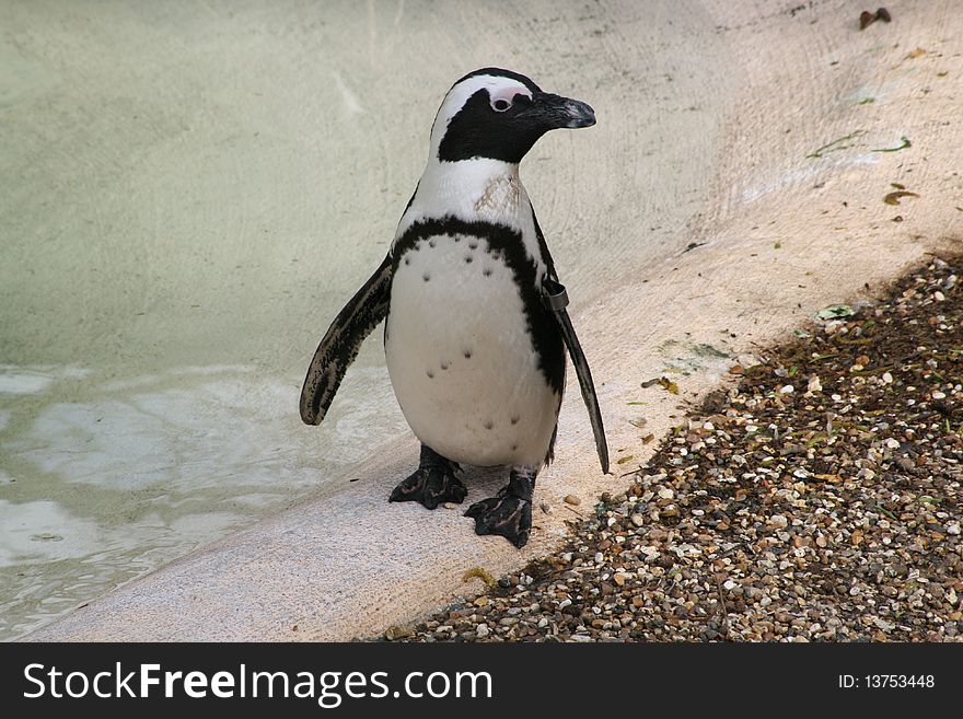 A penguin standing by a pool