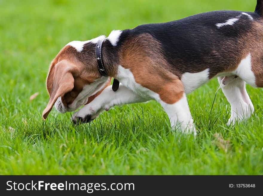 Beagle dog on the scent. Green grass.