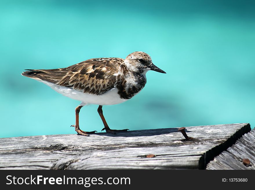 A small bird is waiting on a railing for food. Blurred background of the ocean in the Bahamas. A small bird is waiting on a railing for food. Blurred background of the ocean in the Bahamas