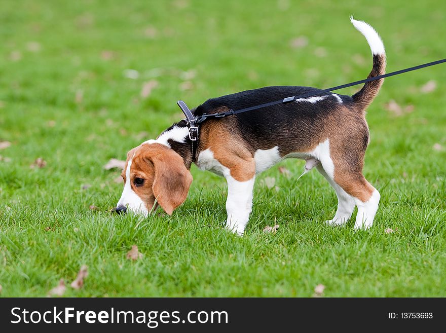 Beagle on green grass