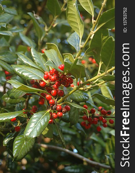 A holly bush produces red berries. great contrast of red berries and shiny green leaves.