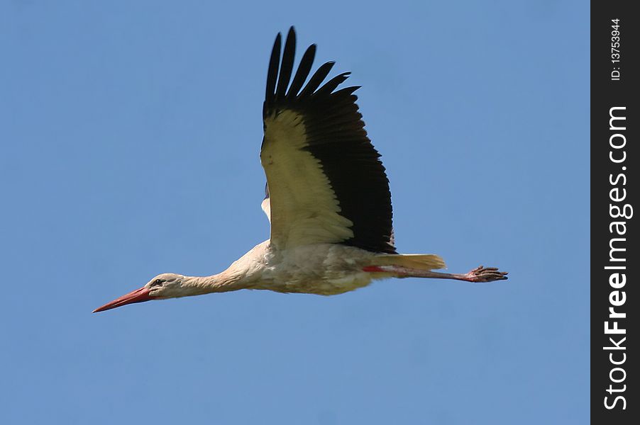 A white Stork flying at speed. A white Stork flying at speed