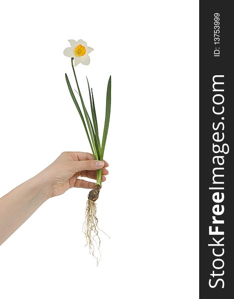 Hand holding narcissus with roots