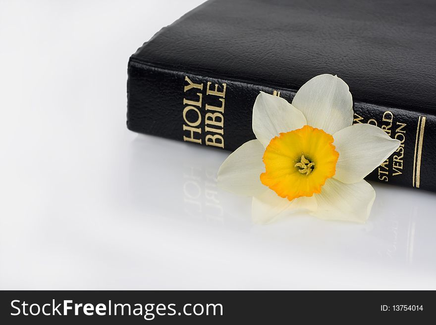 Holy bible and narcissus, isolated on white background