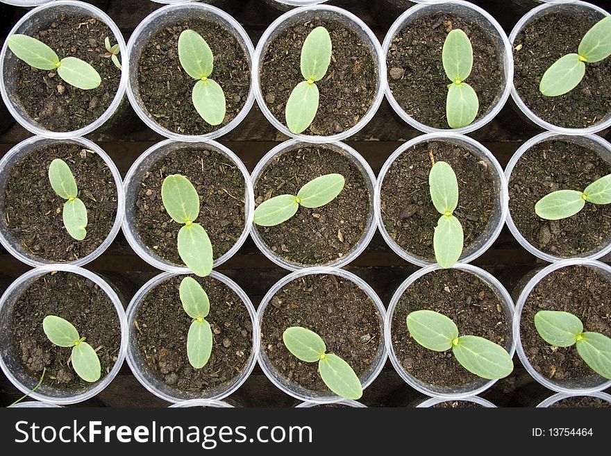 The young shoots of cucumber