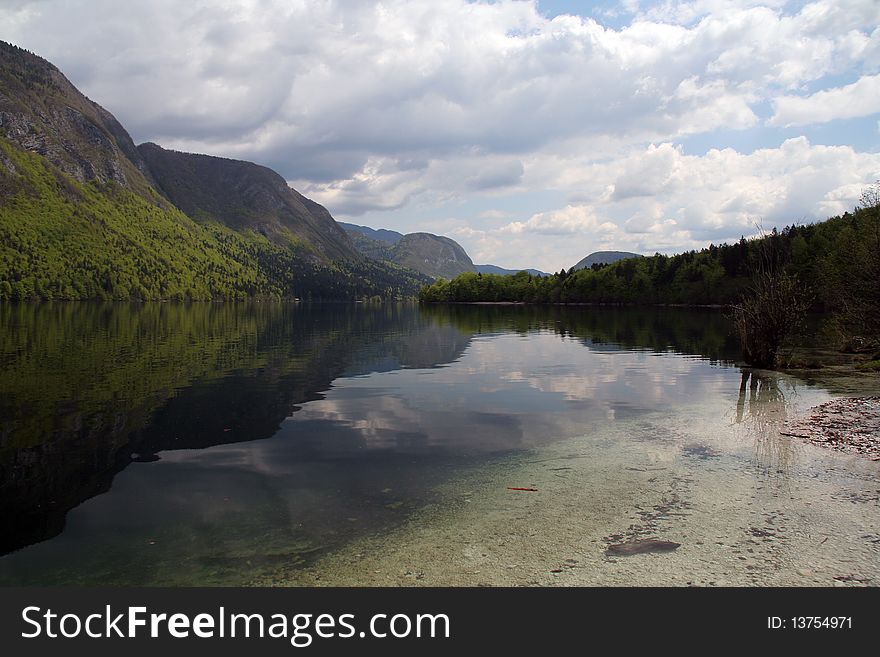 Lake Bohinj, Slovenia with old bush reflection in front. Lake Bohinj, Slovenia with old bush reflection in front