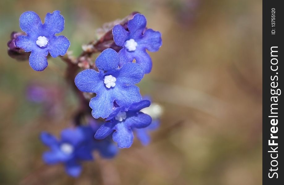 Blue Flowers Against Light Brown