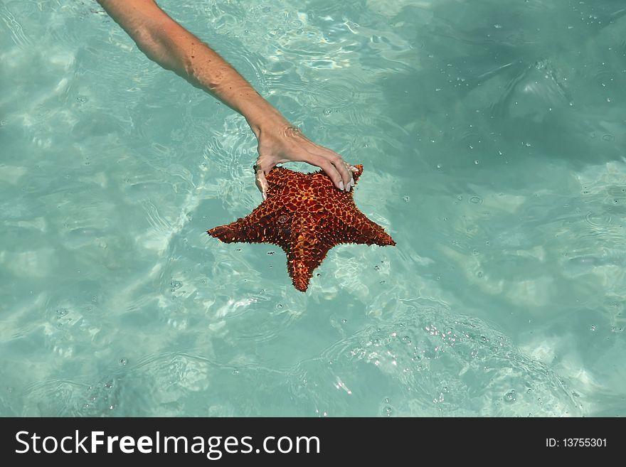 Woman holding a starfish in saona beach