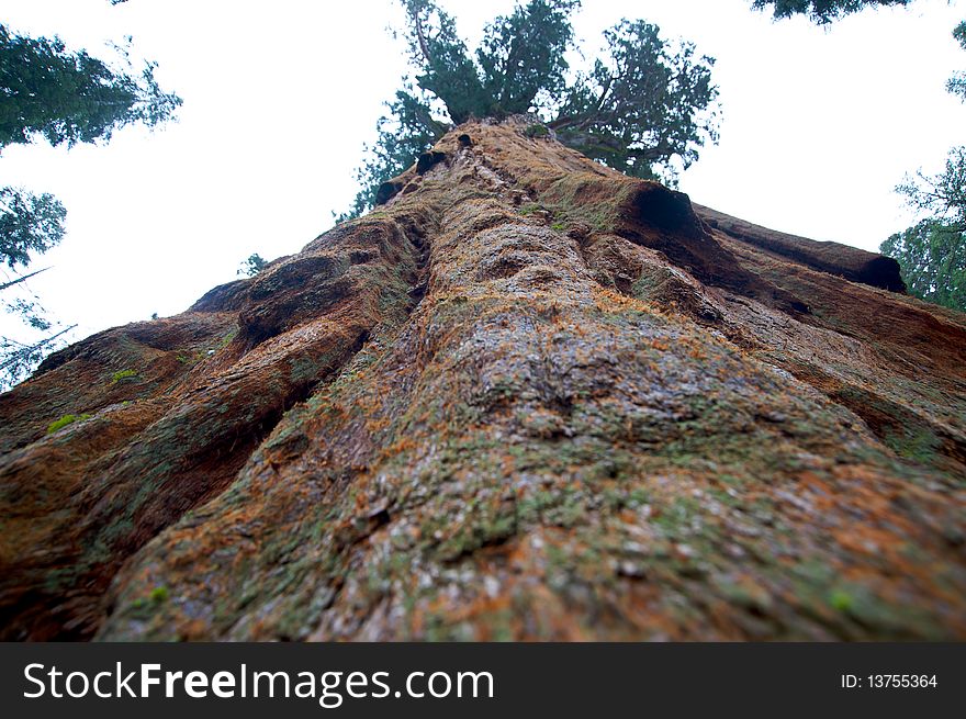 General Sherman giant sequoia tree