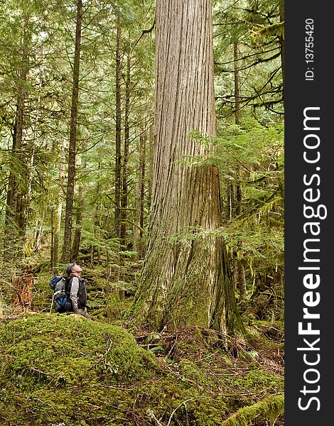 A hiker looks up at a mature Western Cedar Tree. A hiker looks up at a mature Western Cedar Tree