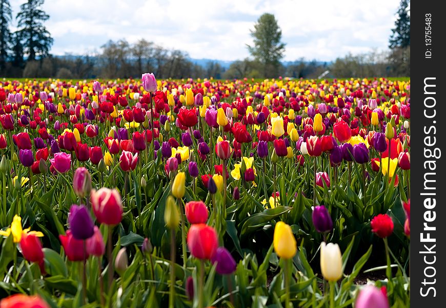 Tulips in a blooming field