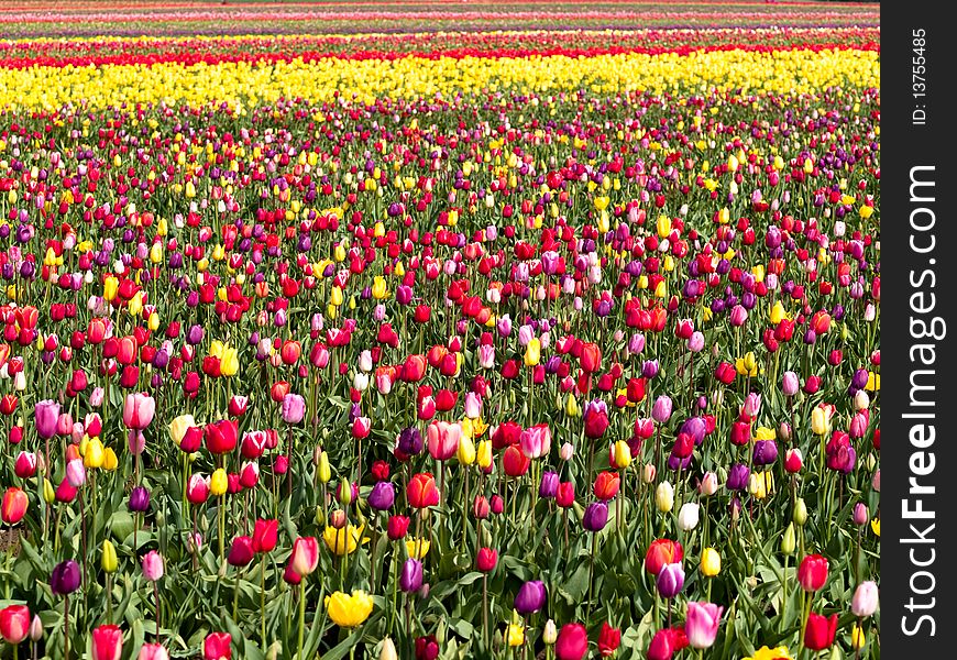 Tulips in a blooming field