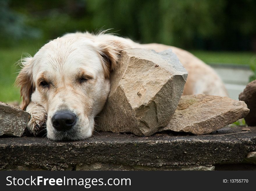 Golden retriever relaxing and sleeping