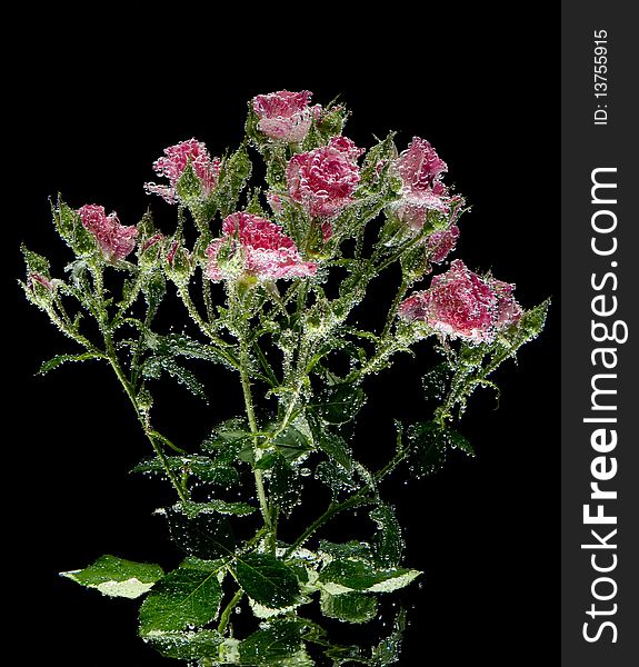 Pink roses under water with bubbles on black background