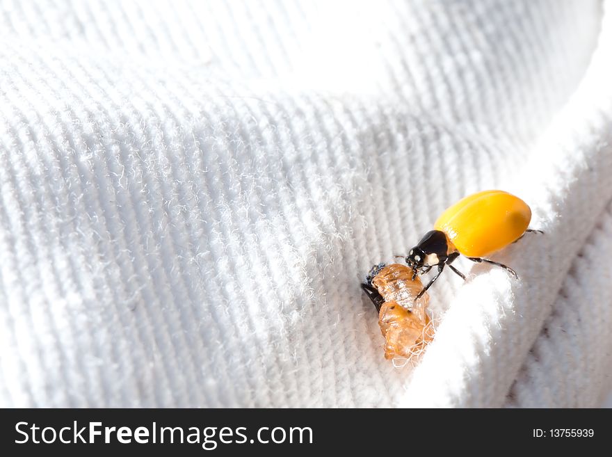 Birth of a ladybird on a white tissu background. Birth of a ladybird on a white tissu background