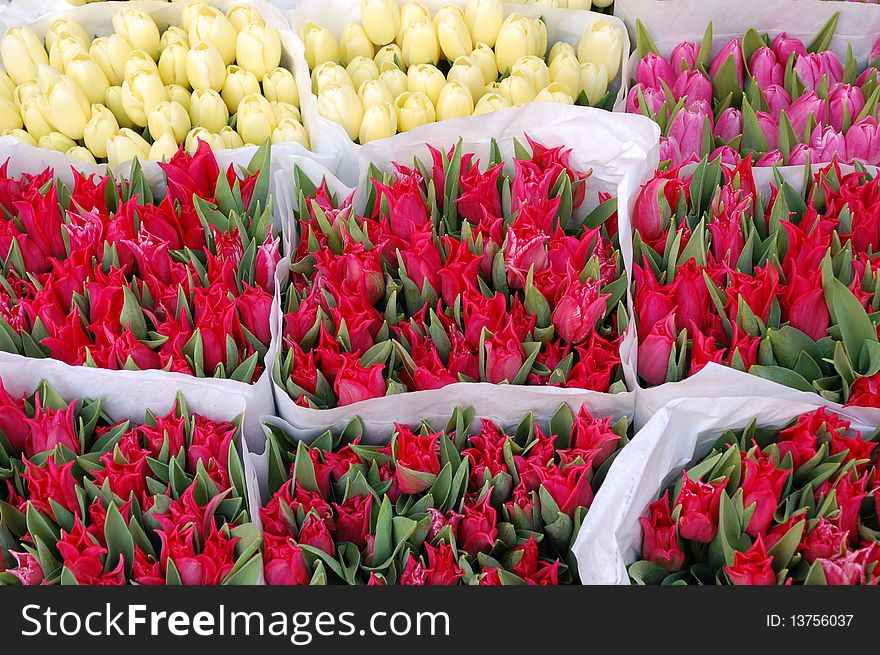 Tullips on the flower market in Amsterdam. Tullips on the flower market in Amsterdam
