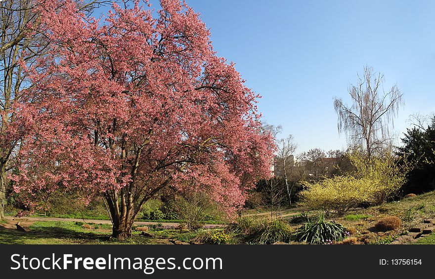 Park with flowering trees in spring